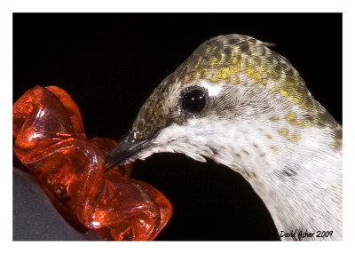 Hummingbirds