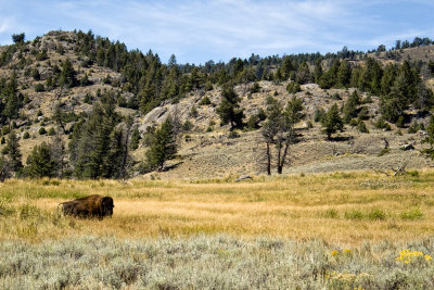 Yellowstone