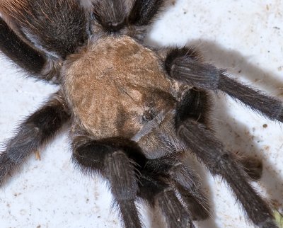 _DSC8614 crop.jpg