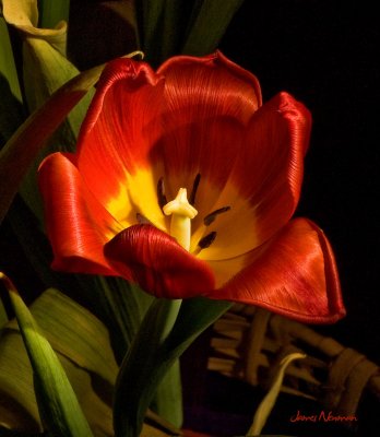 20080218_light paint tulips_0968.jpg