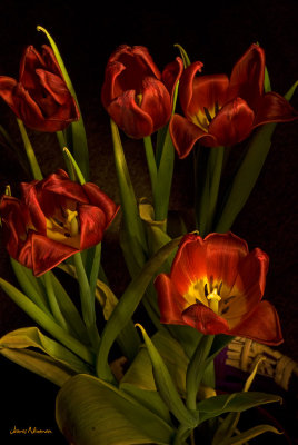 20080218_light paint tulips_0970.jpg