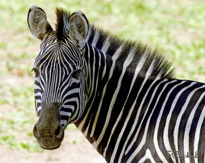 Mama Zebra