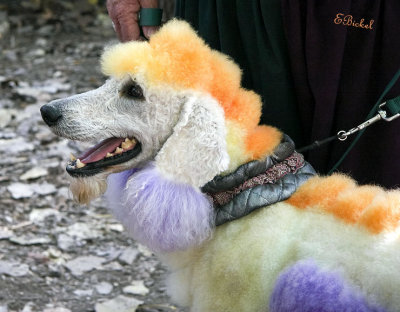 Colorful Poodle