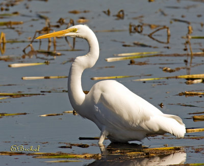 Egret