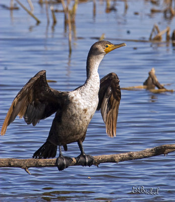 Cormorant