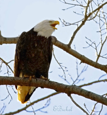 Screaming Eagle