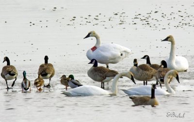 Water Fowl