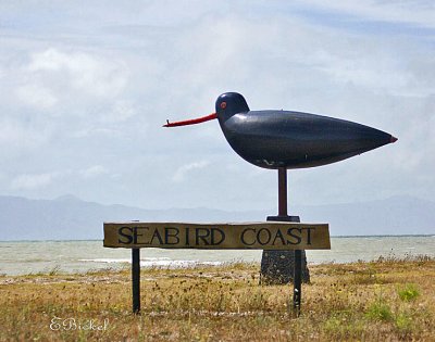 Seabird Coast
