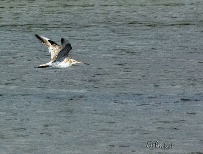 Godwit