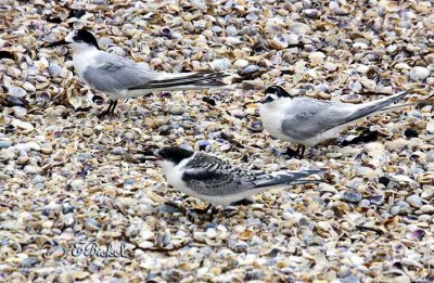 Terns