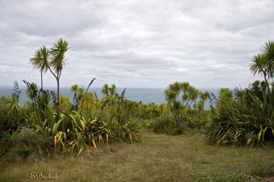 Tiritiri Island
