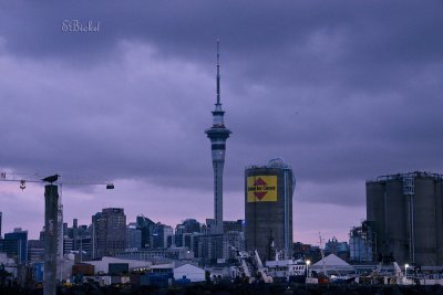 Auckland Settles into Night 2009
