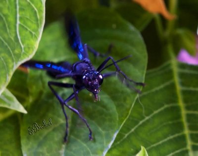 Sphex Pennsylvanicus 2009