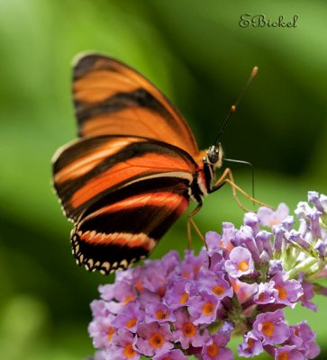 Butterflies, Skippers, & Moths: Multiple Galleries