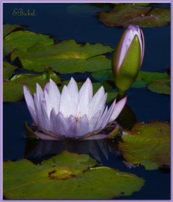 Water Lilies 2009