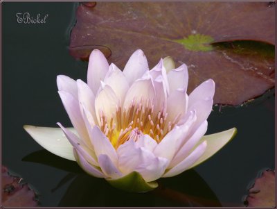 An October Water Lily