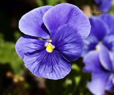 Purple Pansy 2010