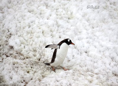 Antarctic Summer