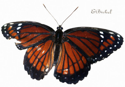 Florida Viceroy