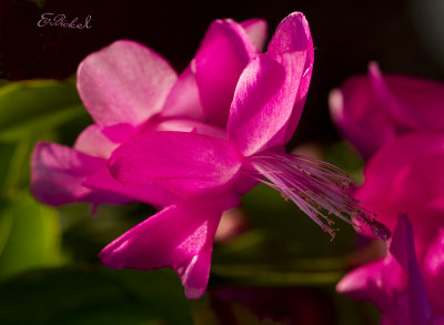 Christmas Cactus  (12-27-20)