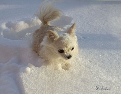 Snow Bunny 2011