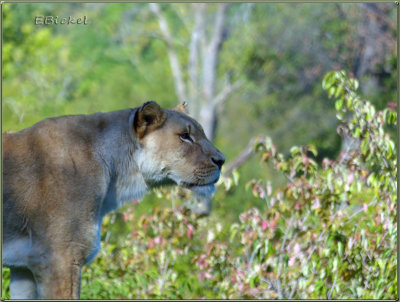 Lioness