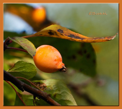 Crab Apple 2012