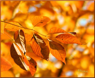 Orange Leaves 2012