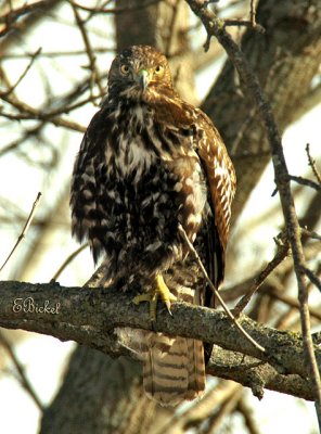 Another Redtail