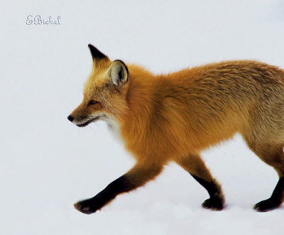Enter Foxy