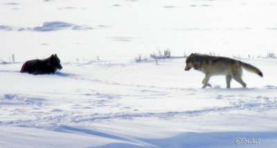 Wolves Before Dusk