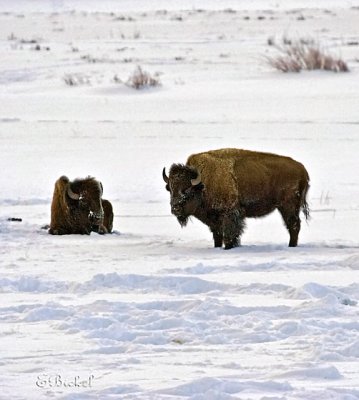 Bison winter the Lamar