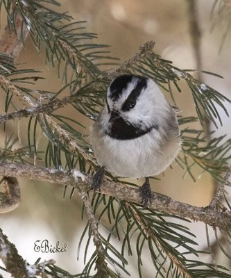 Chickadee