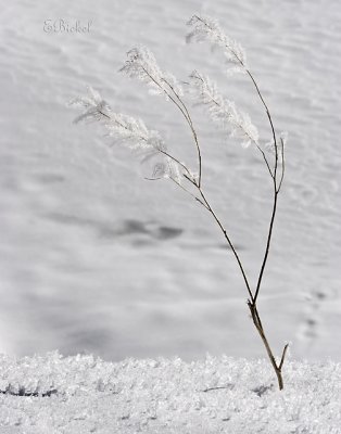 A Twig Stands Alone 2008