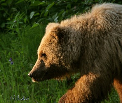 Wild Bears Come in Threes: Multiple Galleries