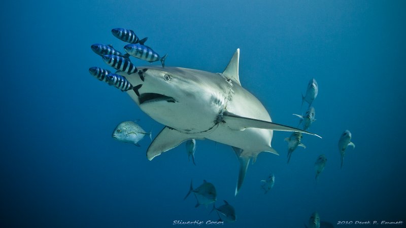 Silvertip with Entourage
