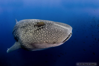 Gentle Whale Shark Passing