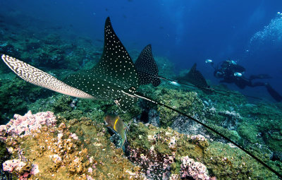 Derek Tracking Spotted Eagle Rays