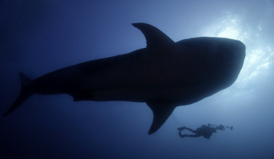 Derek With Whale Shark