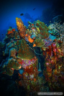 Bonaire's Beautiful Reefs