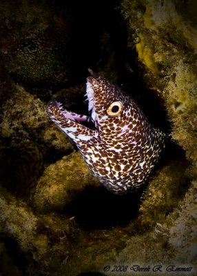 Nice Spotted Moray