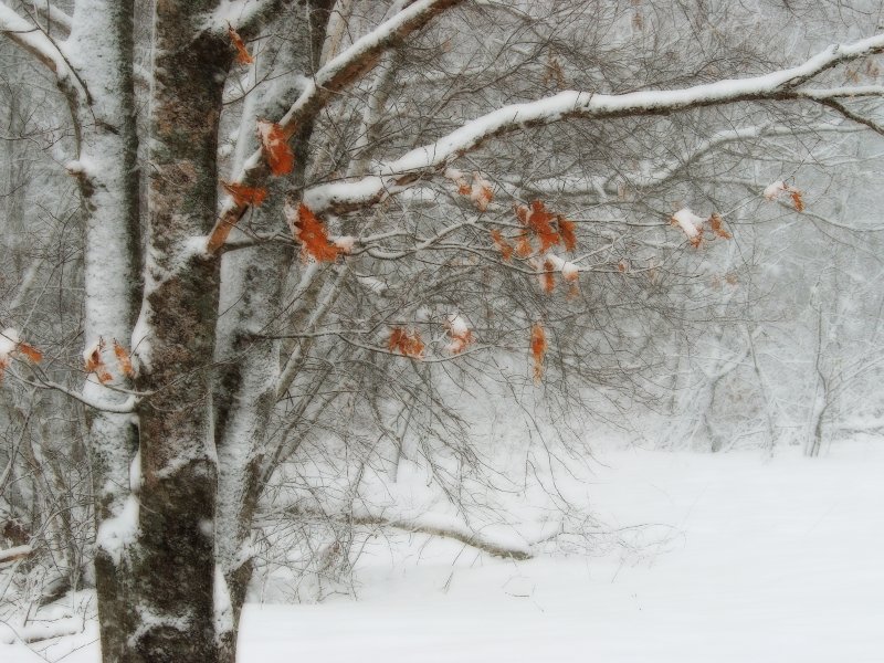 Windblown snow and oak