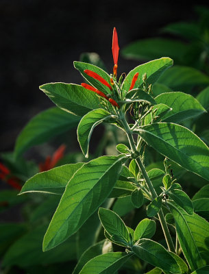 Red flower, green plant