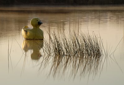 Early morning on the duck pond