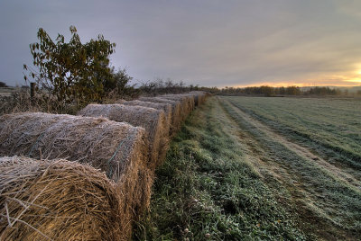 Hay on a frosty morning