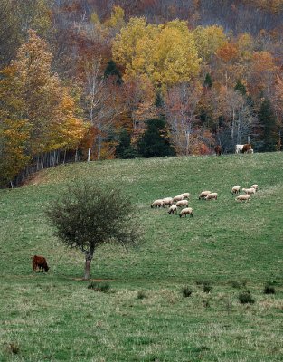 Autumn pasture