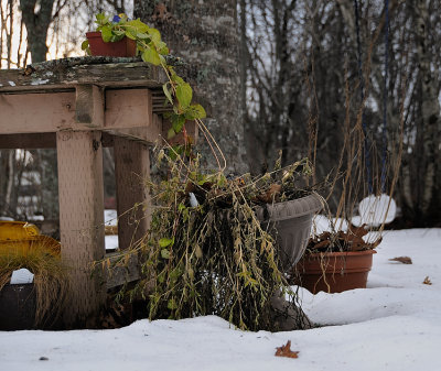 Garden detritus