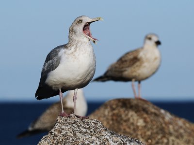 Tired of the endless posing, Stanley cant stifle a yawn