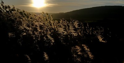 Grass blowing in the morning light