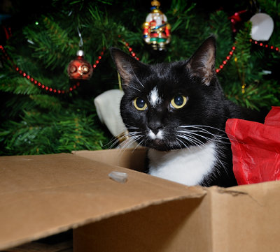 The traditional Christmas cat in a box